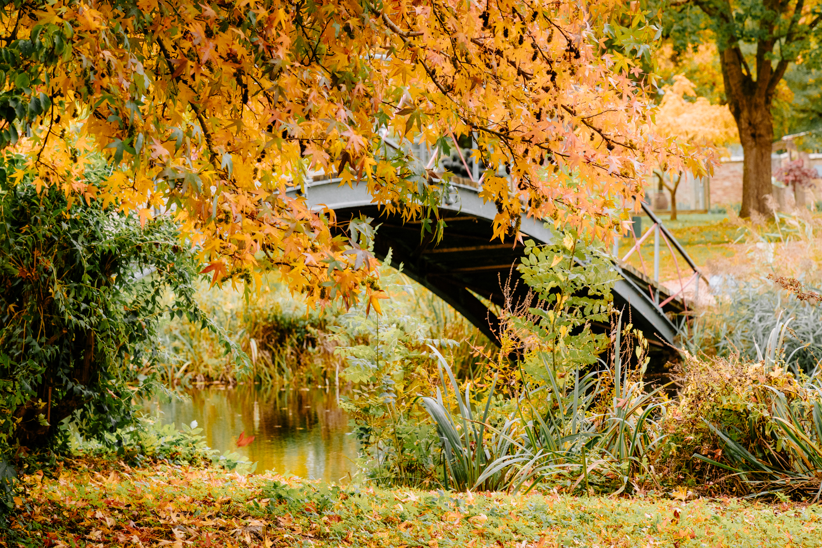 Chippenham Park Gardens
